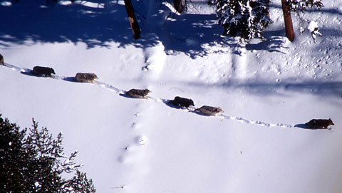 wolves, war on wolves