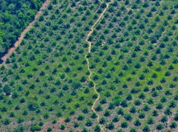 Honduras, land conflicts, environmental devastation, deforestation, African palm oil