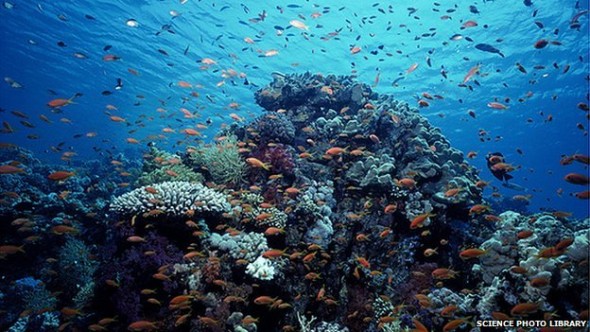 ocean health, marine ecosystems, ocean pollution