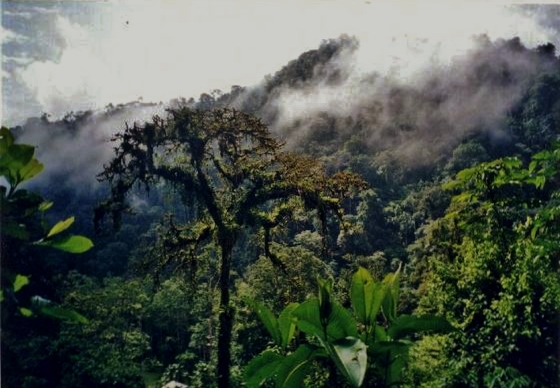 Miskito Legends, mythology, rainforest, Nicaragua