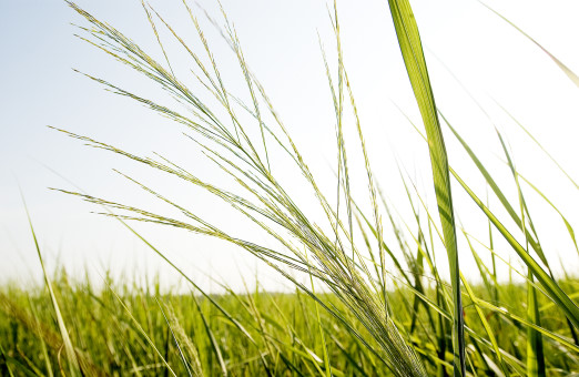 cellulosic biofuel, ethanol