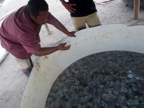 medusas, China, Honduras, Miskito Indians, Caribbean Sea, jellyfish, La Moskitia