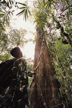 illegal logging, Thailand