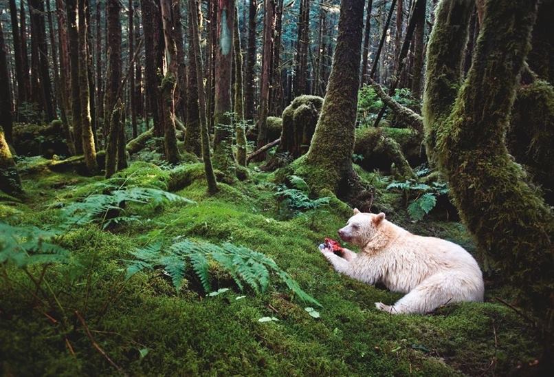 British Columbia, bears, Canada