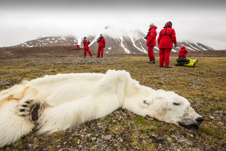 polar bear, climate change, global warming