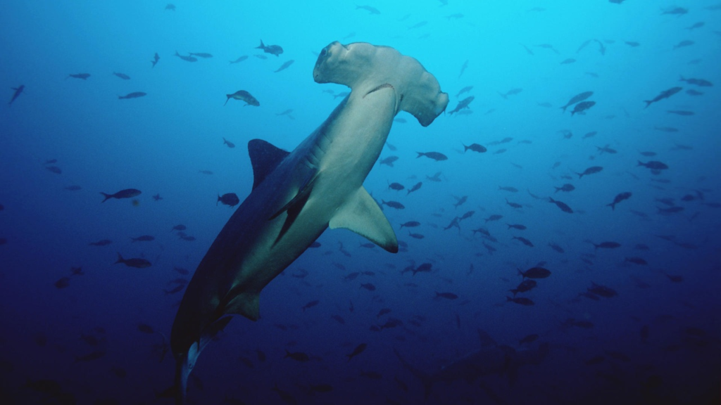 endangered species, sharks, oceans