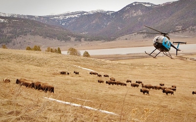 buffalo, Yellowstone