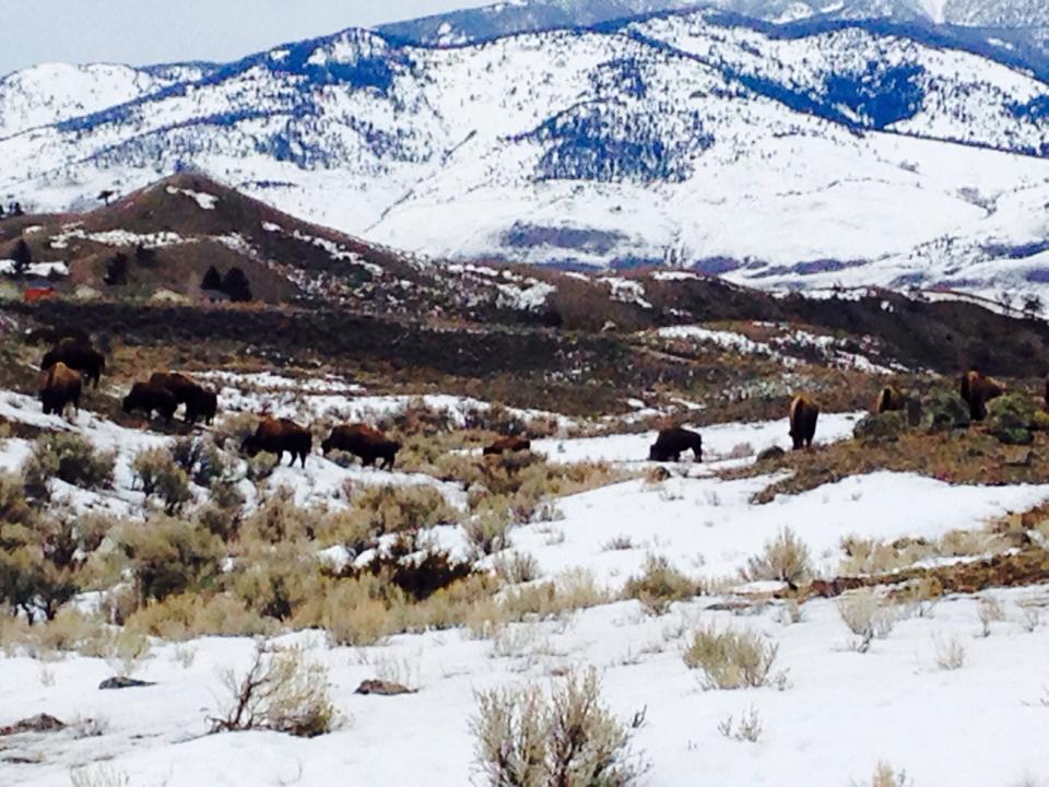 Yellowstone Bison, American buffalo, wildlife