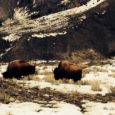 A twenty-year old activist blocked the access road to Yellowstone National Park’s Stephens Creek bison trap, preventing more of the last wild bison from being shipped to slaughter. As well, the Montana Supreme Court recently supported efforts to expand bison migratory habitat north of the park in the Gardiner Basin.