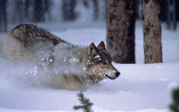 wolf, Yellowstone National Park, Northern Shoshone