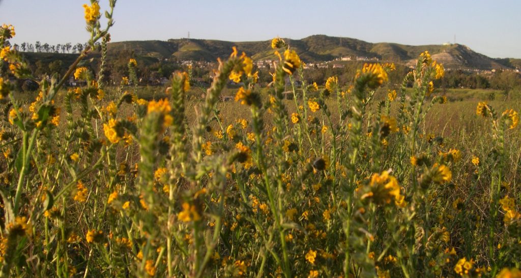 Orange, California, real estate development