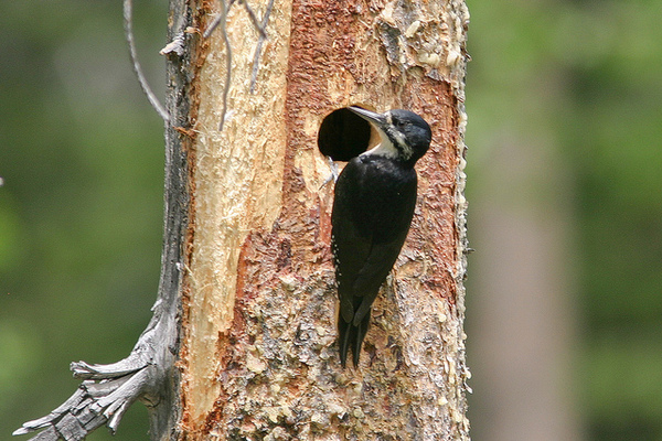 black=backed woodpecker, endangered species, Sierra Nevada