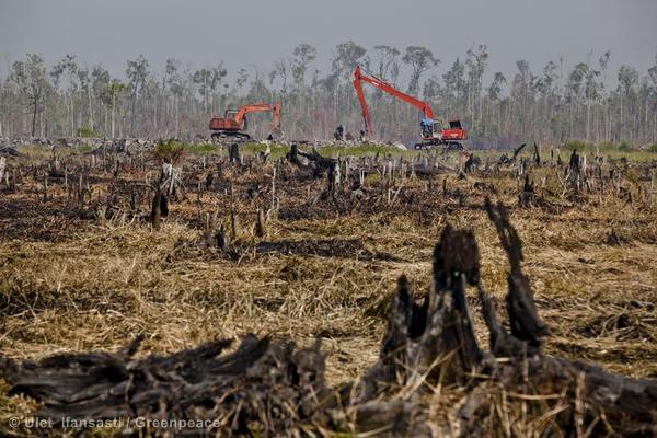 Sumatra, palm oil, deforestation