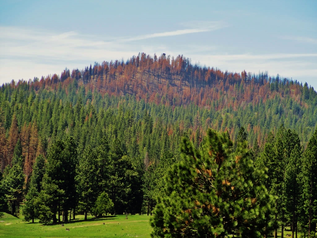 biodiversity, rim fire, yosemite