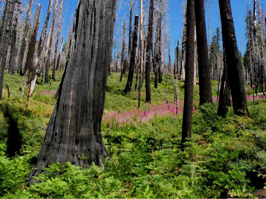 post-fire ecosystem health, wildfires, Sierra Nevada