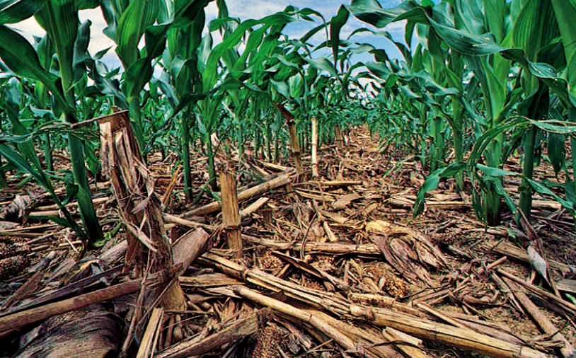 sustainable agriculture, carbon sequestration