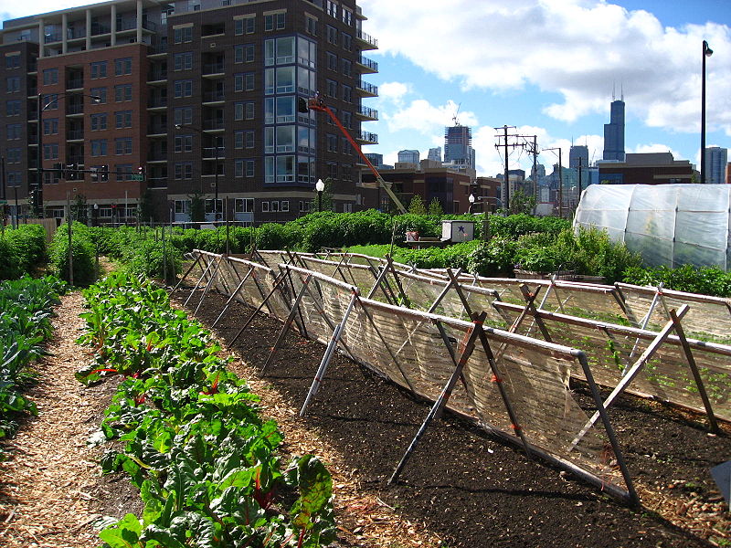 urban agriculture, sustainability