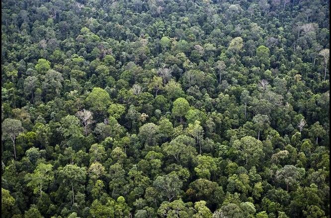 tropical forest reserve, Indonesia