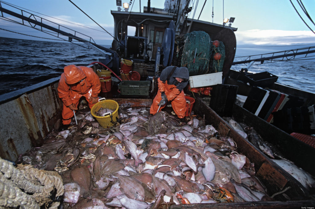 North Atlantic cod fishery