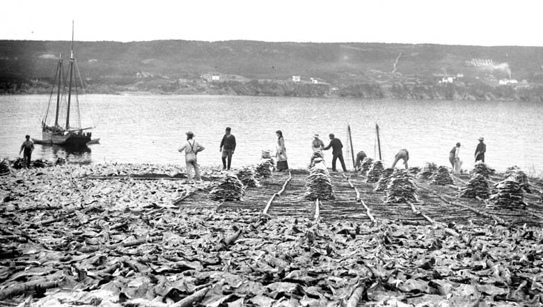 cod fishery, history of the North Atlantic