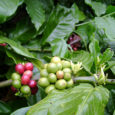Climate change affects coffee crops throughout the world, with extreme weather and virulent pests causing damage to yields and ruining the industry. Thus, kicking our addiction to oil will benefit coffee farmers as well as consumers.