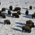 The amazing bison, revered by native societies, survives despite its continued sacrifice at the demand of the cattle industry. While slaughter continues at the borders of Yellowstone National Park, bison managers consider alternative management policies. Also watch the documentary, "Silencing the Thunder."