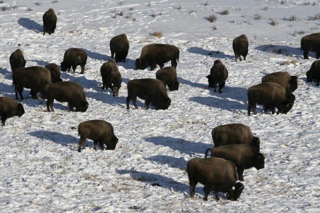 bison, Yellowstone National Park, Montana wildlife politics