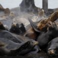 Sick, starving and dying sea lion pups are washing up on the shores of California in record numbers this year. The culprit? An unusual blob of record warm water parked off the North Pacific Coast for a year and a half, affecting circulation and weather patterns with no relief in sight. Hence, sardine fisheries have collapsed with wildlife heading north.