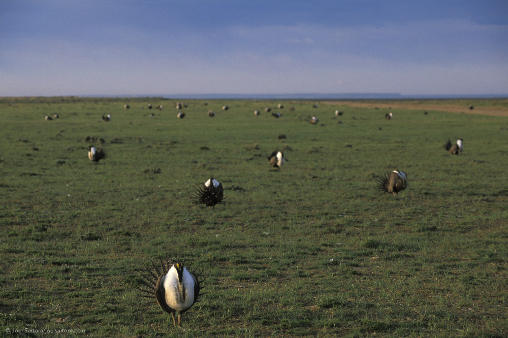 Greater sage-grouse, wildlife