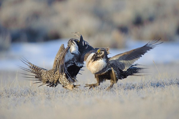 greater sage-grouse, Sagebrush Sea