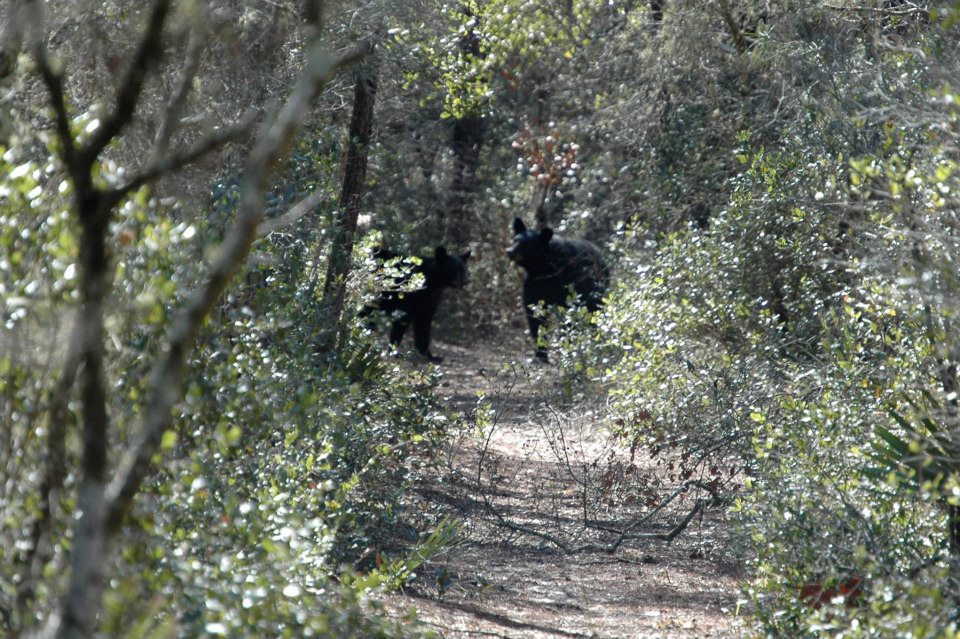 longleaf pine initiative, florida black bear