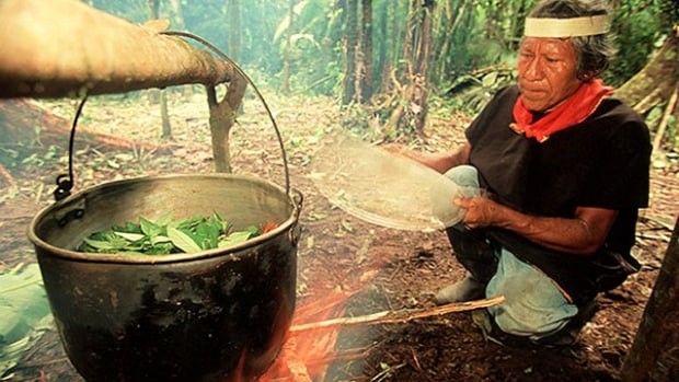 Wade Davis, ayahuasca medicine, Cofan shamanism