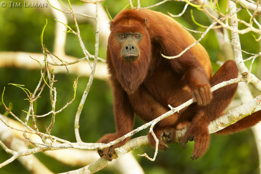 Tim Laman, Red Howler Monkey, Ecuador, Yasuni National Park