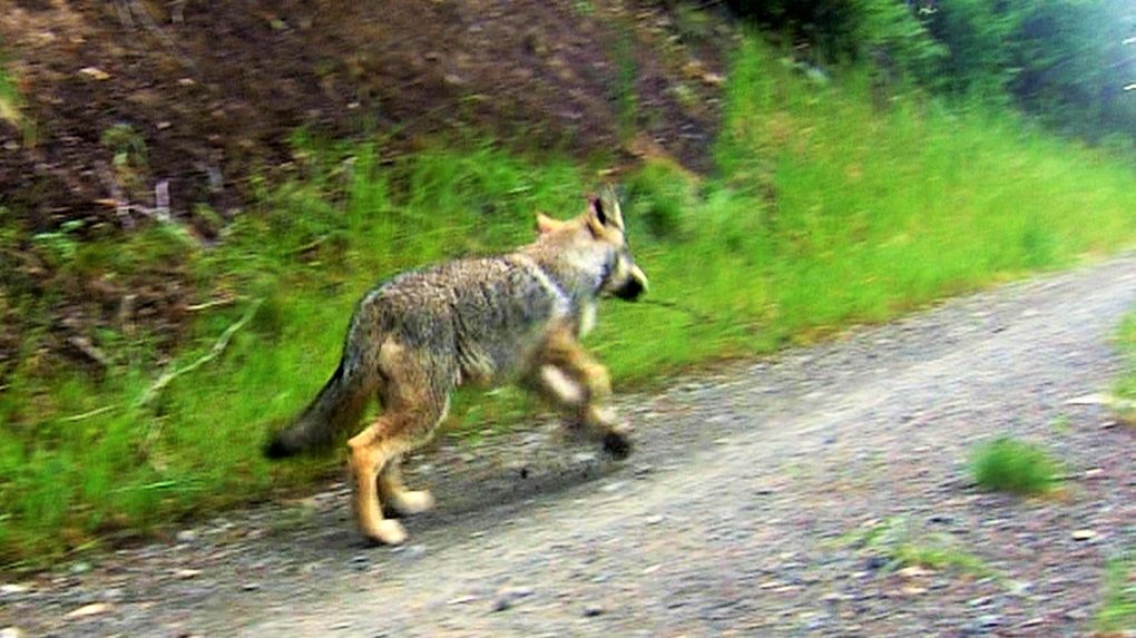 wolves, Washington