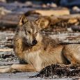 As US Republicans take aim at wolves in Alaska, research into their vocalizations found multiple identifiable "dialects" that establish differences between species.