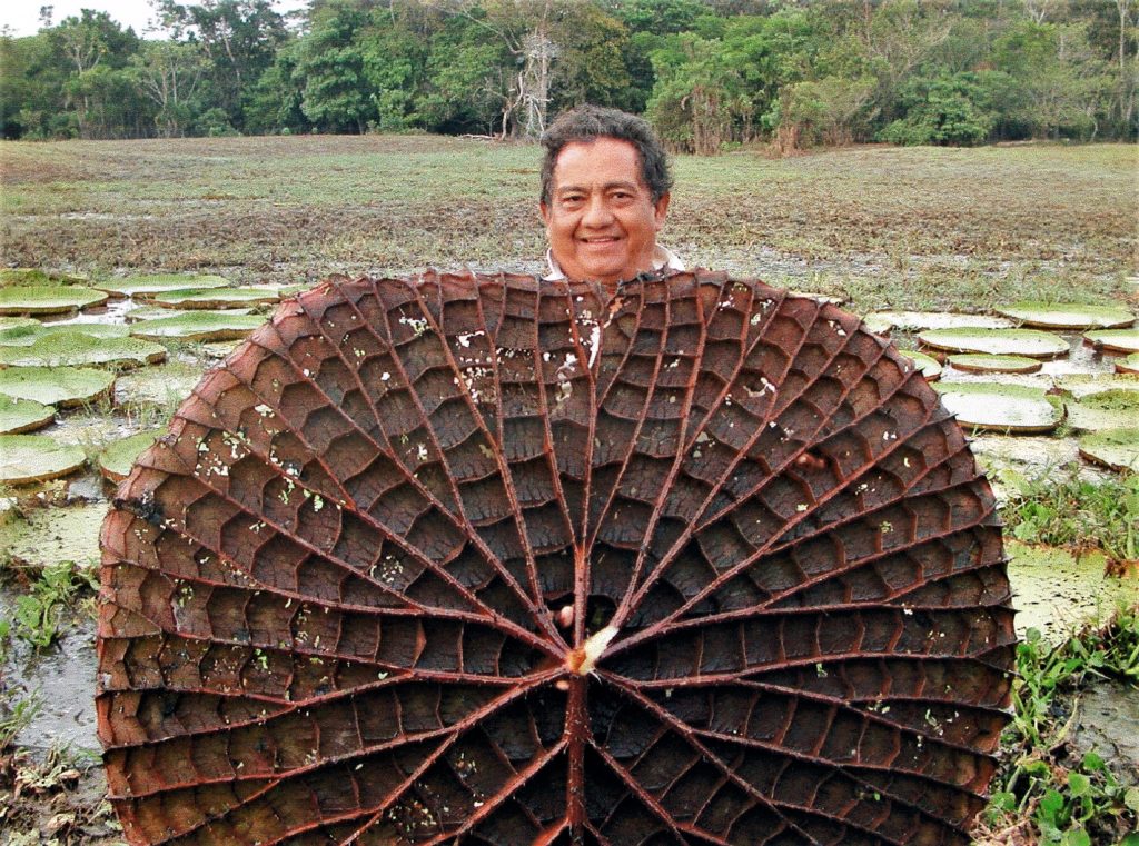 Brazil, botany, Victoria Amazonica