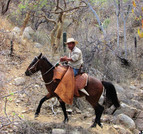 responsible grazing, Baja California