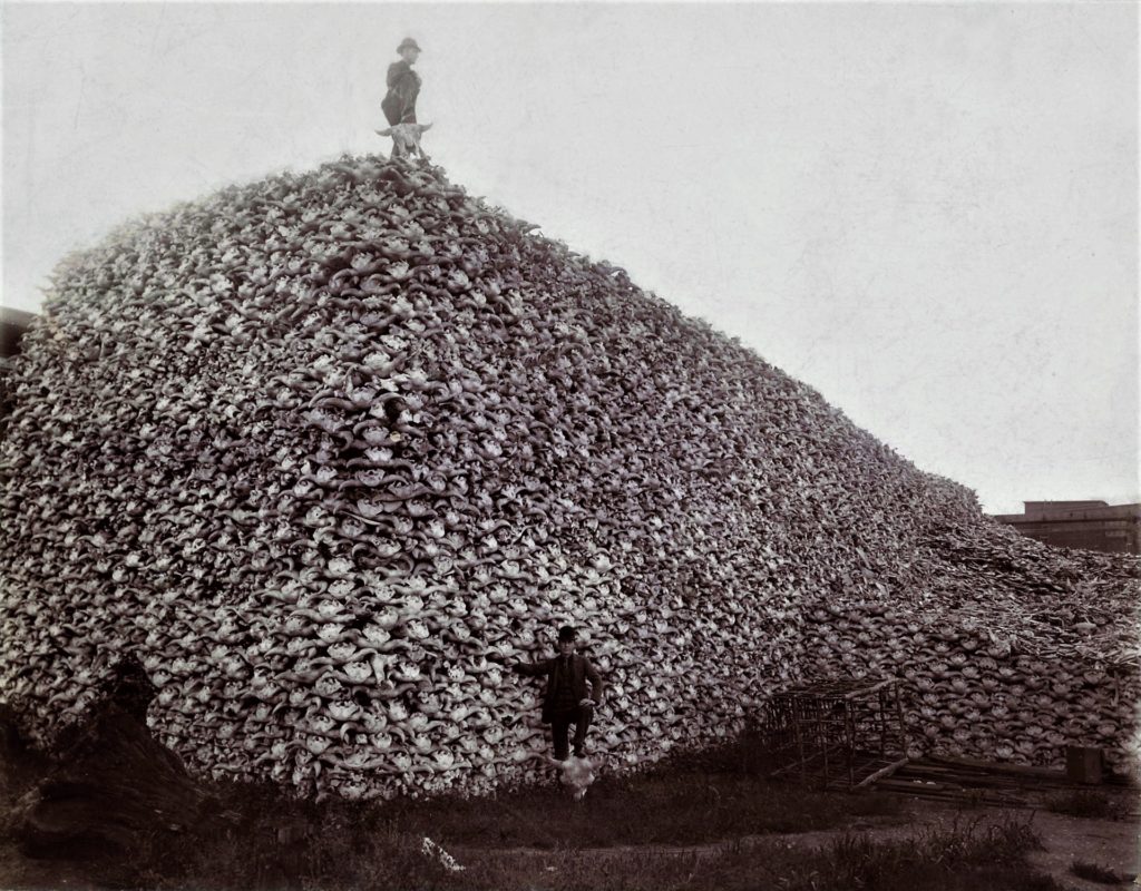 destruction of the bison, extinction, hunting