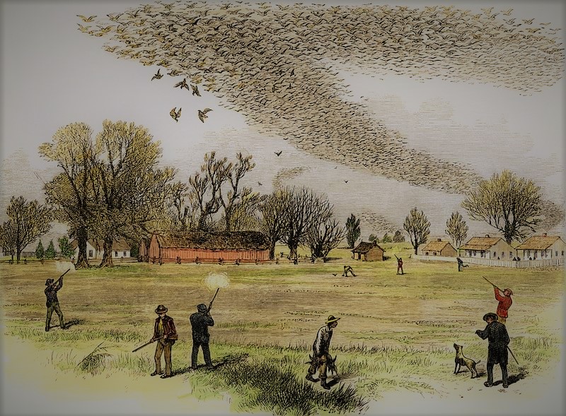 passenger pigeon, Louisiana, hunting