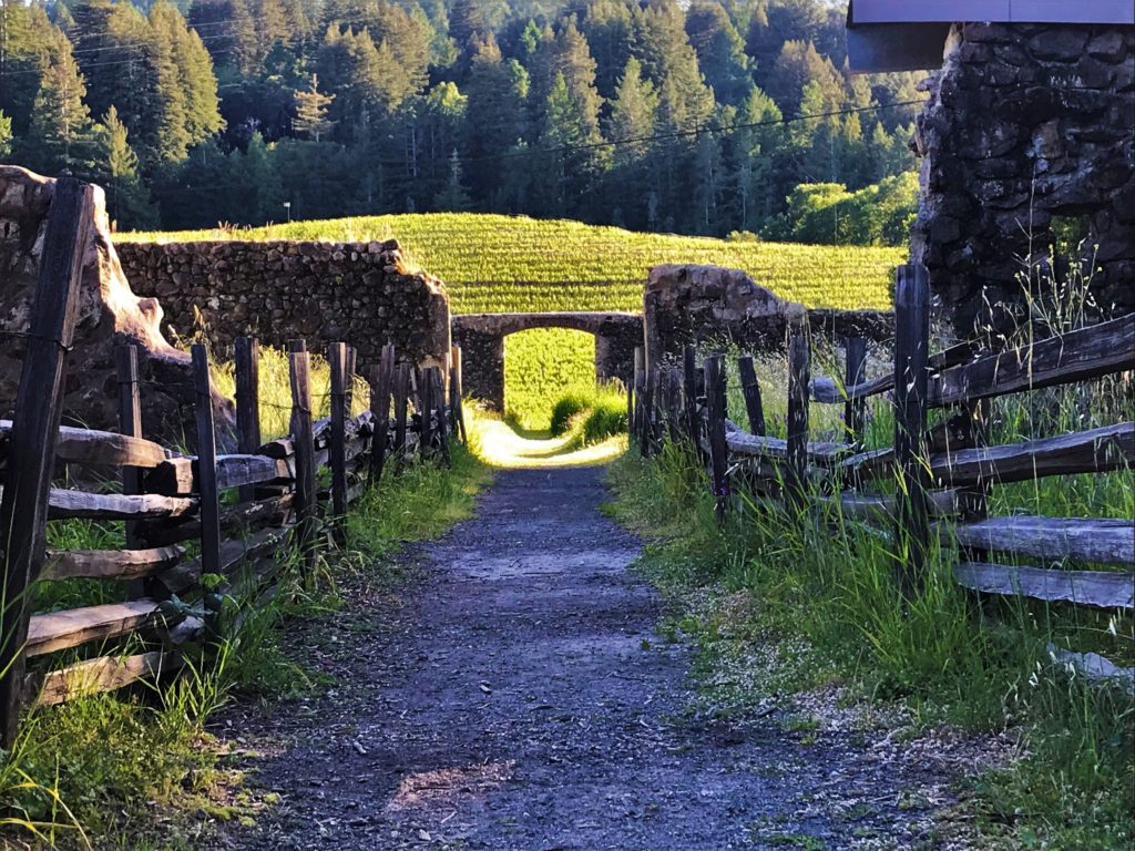vineyards at Jack London's Beauty Ranch, sustainable agriculture