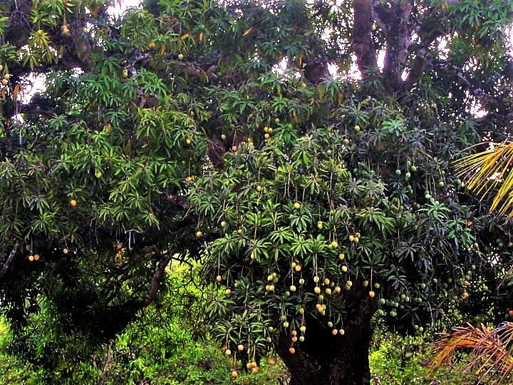 mango tree, belize