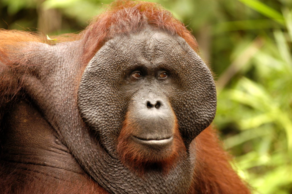 orangutan
