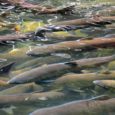Watch the documentary, 'Fillet Oh Fish!' - With wild salmon threatened throughout the world, aquaculture unfortunately creates significant pollution and toxic fillets.