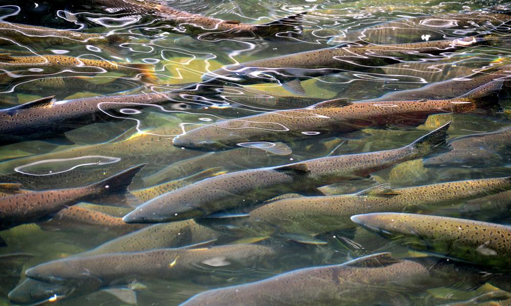farmed salmon