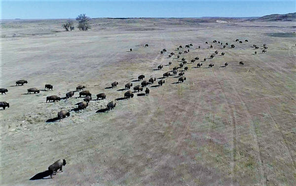 Wolakota Buffalo Range