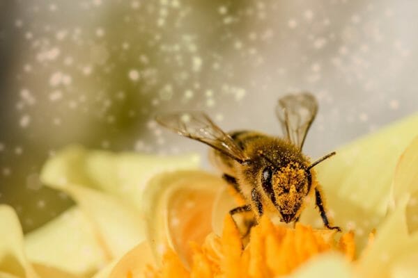 European honey bees