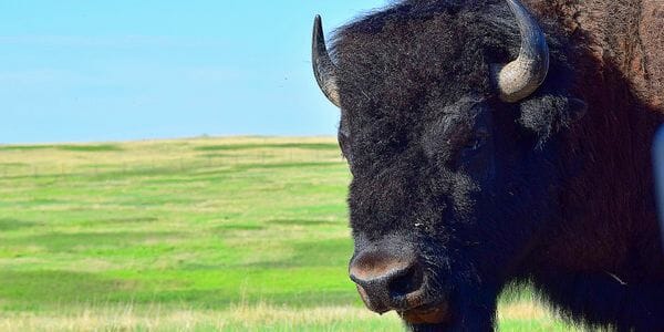 Wolakota Buffalo Range