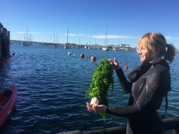 Sunken Seaweed
