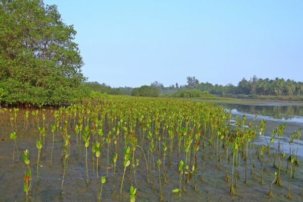 Mangroves