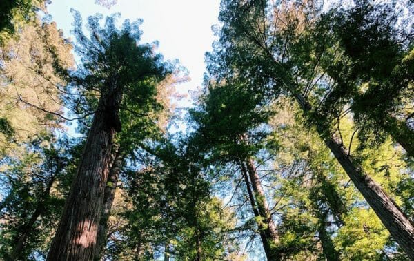 California Redwoods, Archangel Ancient Tree Archive